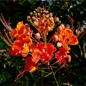 25 Pride of Barbados Seeds