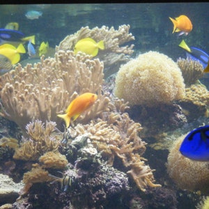 May include: A vibrant underwater scene with colorful fish swimming among coral reefs. The fish are yellow, orange, and blue, and the coral is a variety of shades of brown and beige.