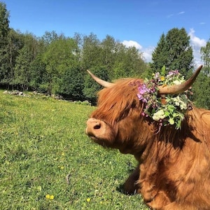 May include: A Highland cow with long, reddish-brown fur, adorned with a floral crown of purple, white, and green flowers. The cow is resting in a grassy field with a backdrop of trees and a clear blue sky.