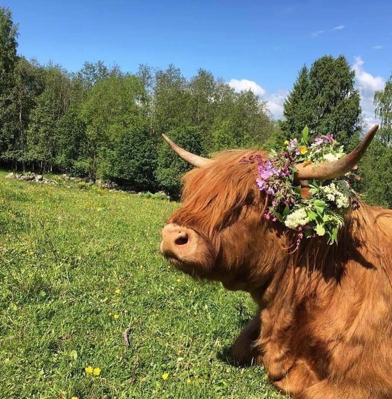 May include: A Highland cow with long, reddish-brown fur, adorned with a floral crown of purple, white, and green flowers. The cow is resting in a grassy field with a backdrop of trees and a clear blue sky.