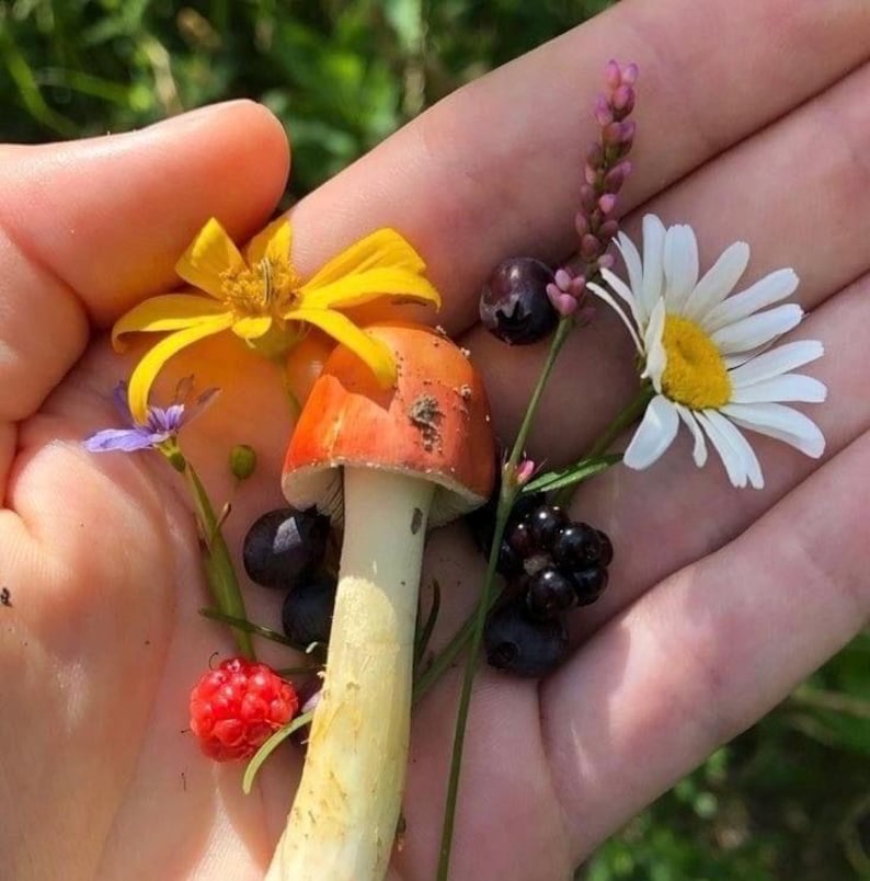 May include: A hand holding a collection of natural elements. A red-capped mushroom with a white stem is surrounded by a yellow flower, a daisy, berries, and other small flowers. The scene is set against a blurred green background.