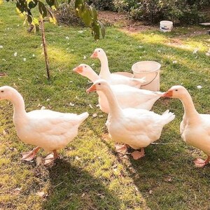 May include: A group of five white geese with orange beaks and feet are gathered on a grassy lawn. A white bucket sits in the background. The geese are in various poses, some walking and others standing.