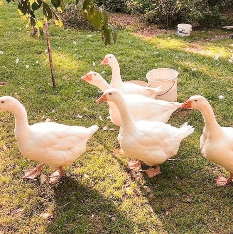 May include: A group of five white geese with orange beaks and feet are gathered on a grassy lawn. A white bucket sits in the background. The geese are in various poses, some walking and others standing.
