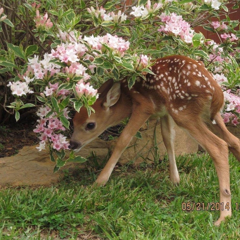 May include: A young fawn with brown fur and white spots, grazing near a flowering bush with pink and white blossoms. The fawn is in a grassy area, with a date stamp in the lower right corner.