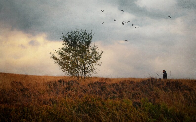 Wall Art Lone Tree And Male Figure On Haworth Moor West Yorkshire Bront\u00eb Country Photography England Fine Art Photograph