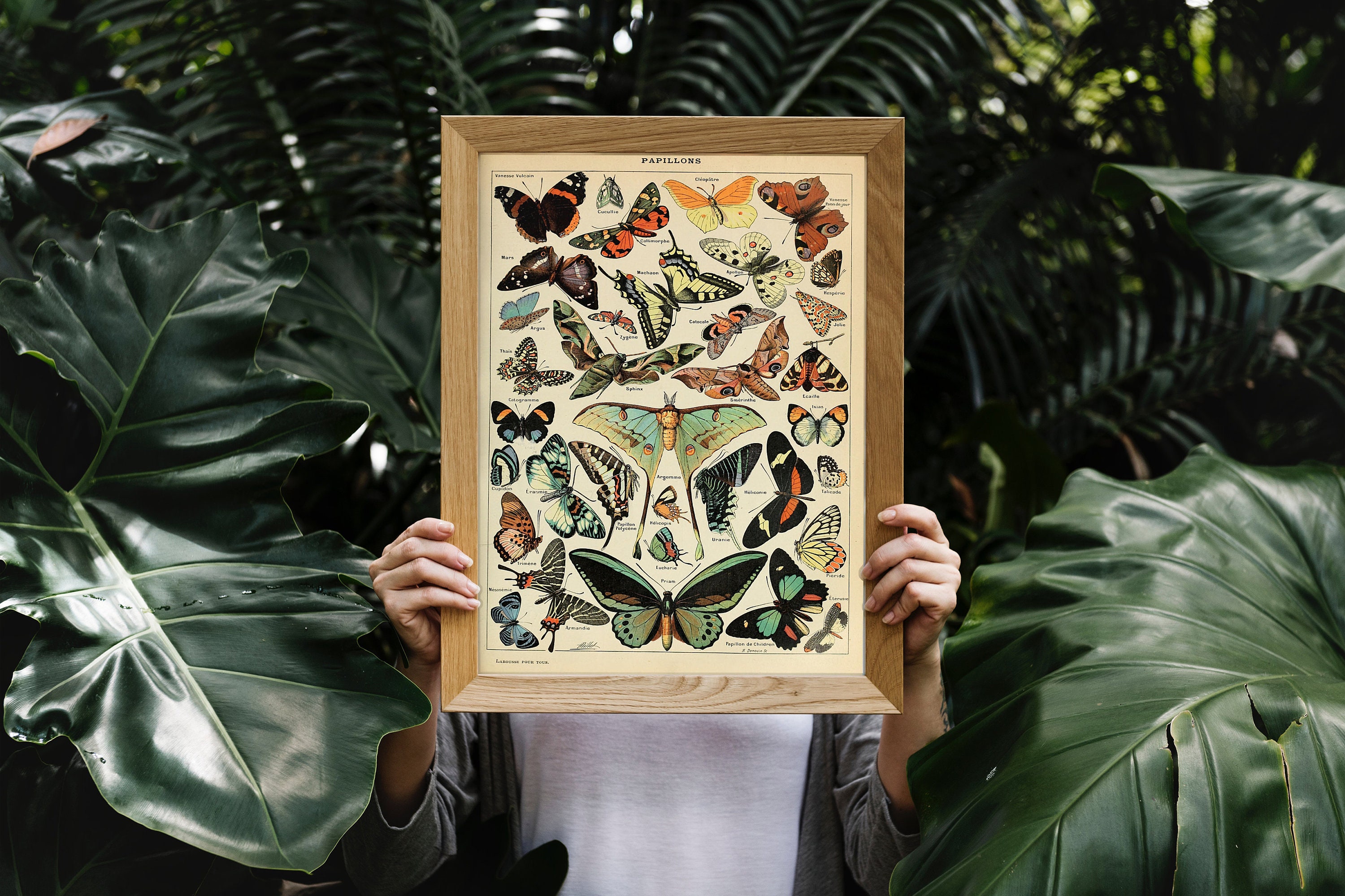 Vintage poster butterfly Adolphe Millot collection the botanical illu…