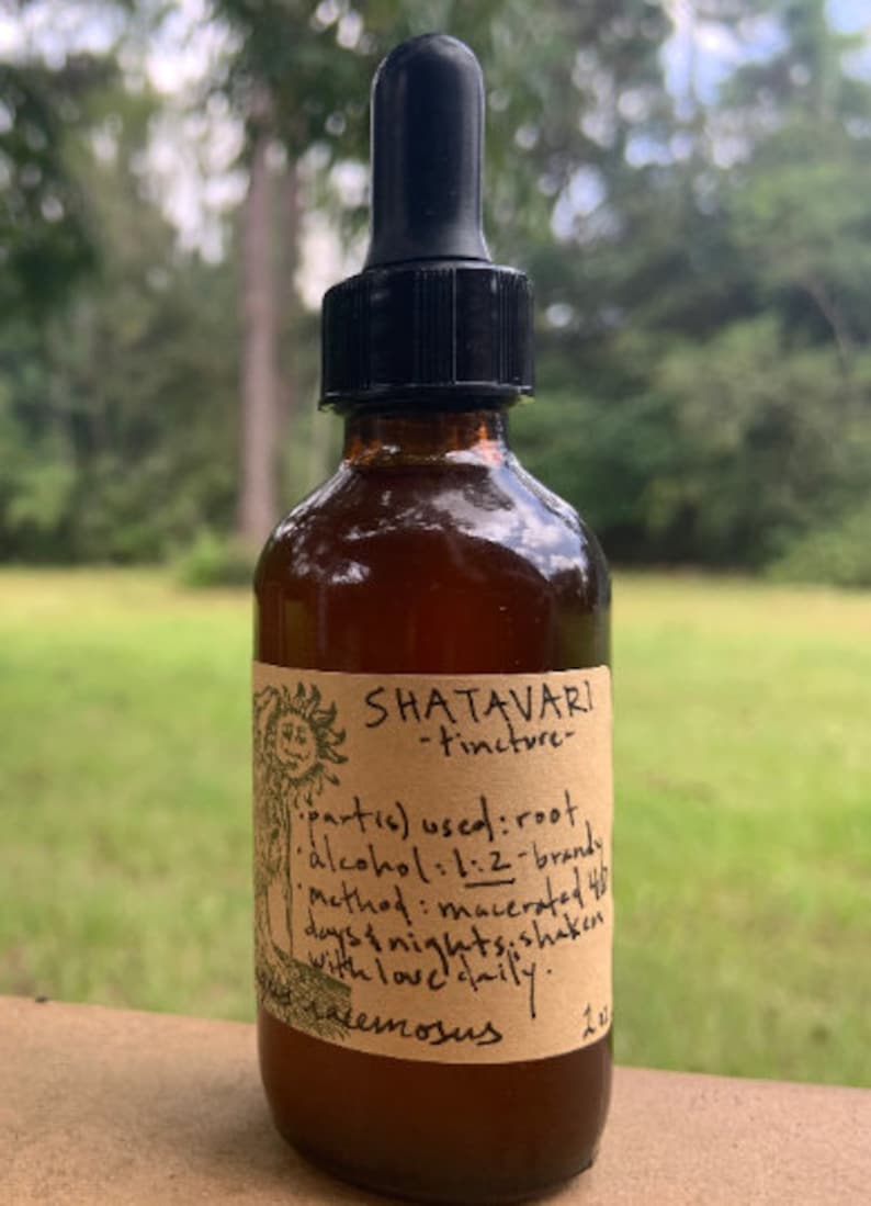 K&ouml;nnte beinhalten: Eine braune Glasflasche mit Tropfer und einem Papieretikett mit der Aufschrift "SHATAVARI -tincture- partic) used: root alkohol:1:2-brandy Method: macerated 45 days & nights.shaken with love daily. acemosus 20"