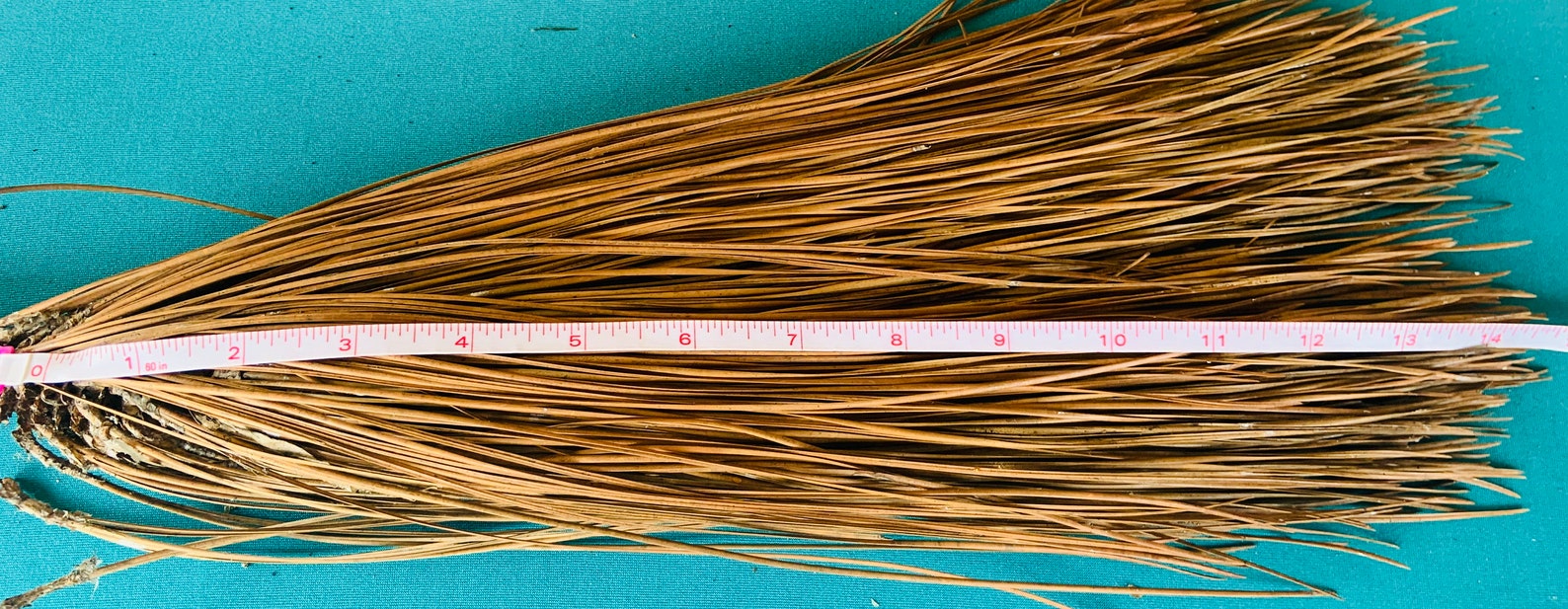 Longleaf pine needles Pinus palustris Etsy