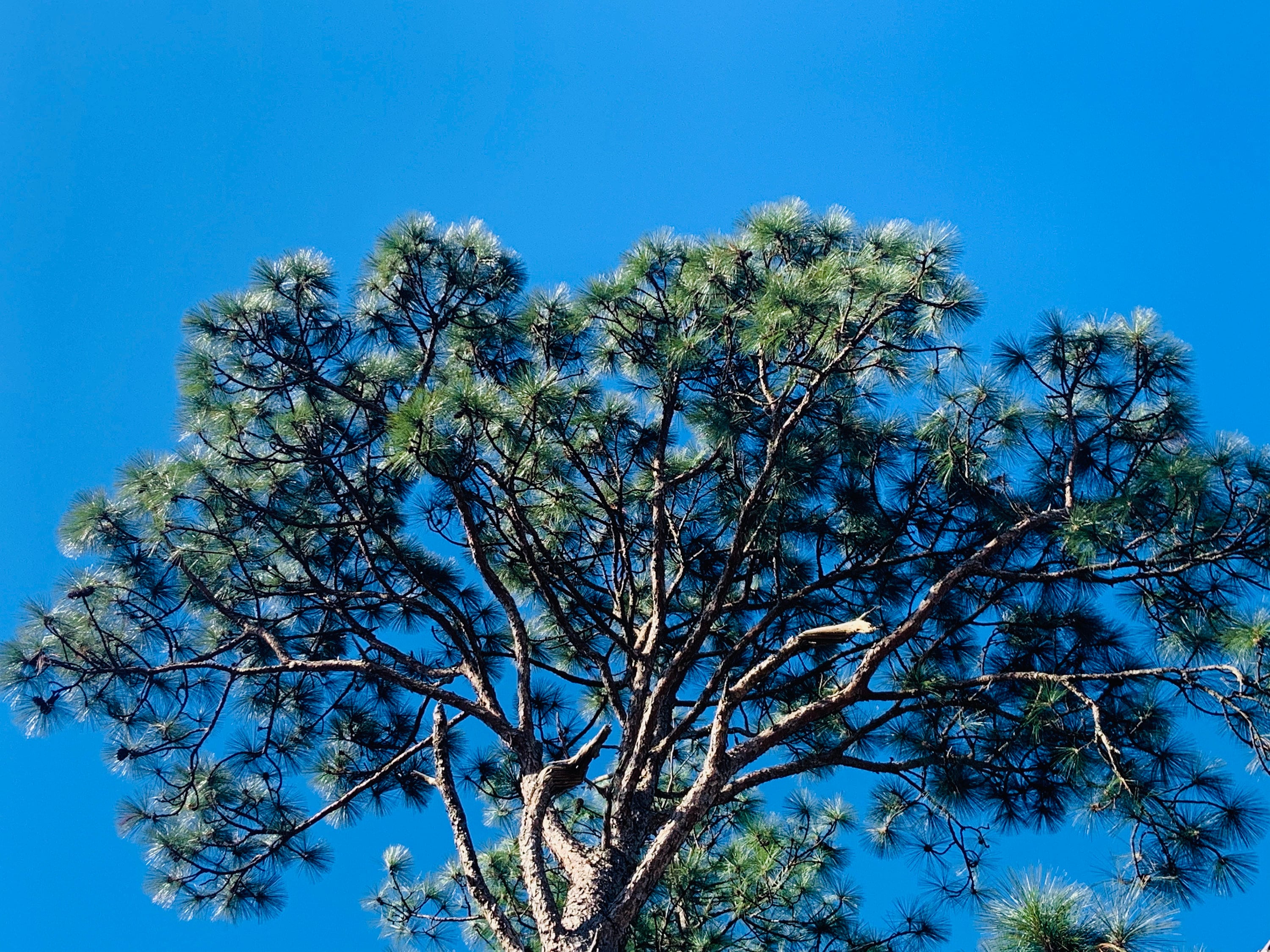 Longleaf Pine Needles pinus Palustris Etsy
