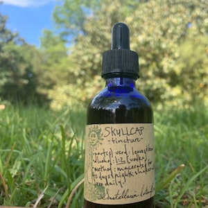 Tincture - SKULLCAP (Scutellaria lateriflora)