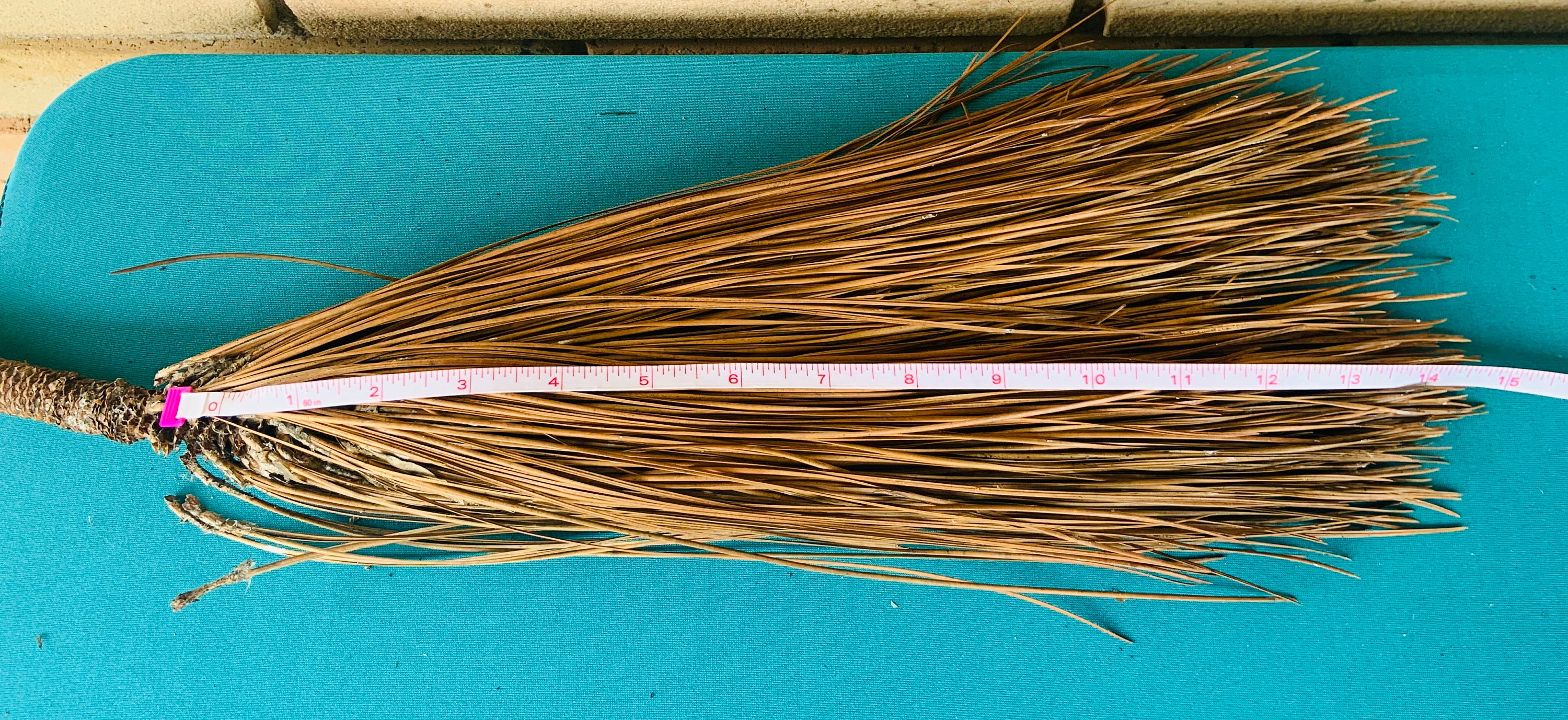 Longleaf Pine Needles pinus Palustris Etsy