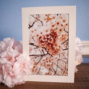 Kirschblüte Grußkarte | Natur-Foto-Karten | Naturfotografie | Frühlingsgeschenk | Blumenkarte | Geschenkkarte | Blossom Photo