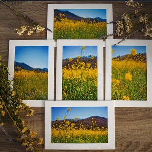 Conjunto de cartões de flores silvestres | Cartões da natureza | Cartões da montanha | Cartões fotográficos