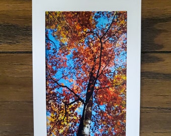 Nature Photo Card | Autumn Leaves Card | Autumn Tree Card | Colorful Leaves Card | Fall Foliage | Greeting Card | Blank Cards | Landscape