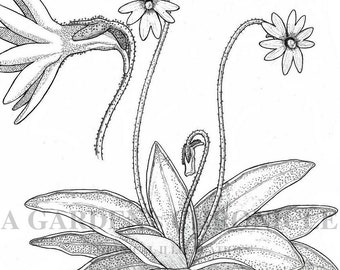 Pinguicula planifolia print