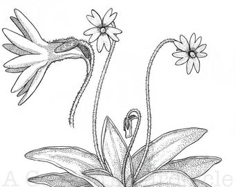 ORIGINAL Pinguicula planifolia pencil drawing