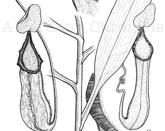 ORIGINAL Nepenthes talaandig pencil drawing