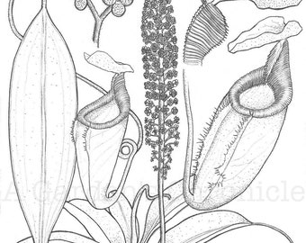 ORIGINAL Nepenthes gantungensis pencil drawing