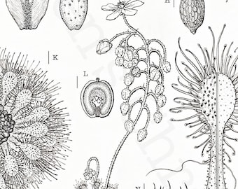 Impresión de ilustración científica de Drosera allantostigma