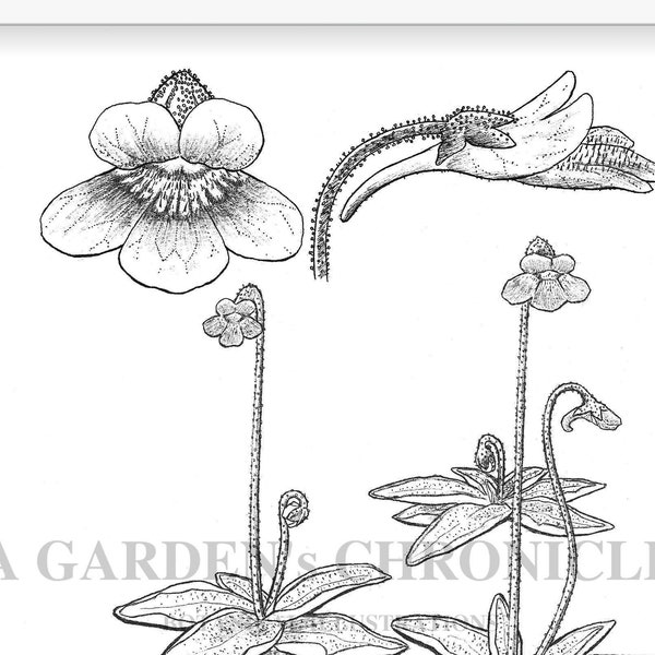 Pinguicula vulgaris print