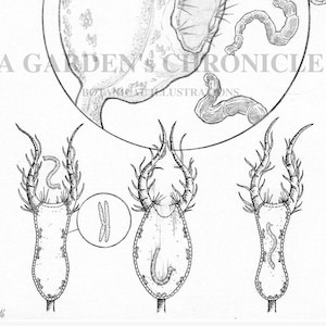 Utricularia trap mechanism print image 1