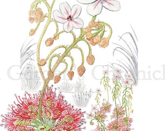 Impresión en color de Drosera allantostigma