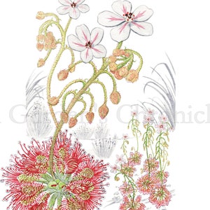 Drosera allantostigma color print image 1