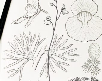 ORIGINAL Utricularia intermedia pencil drawing