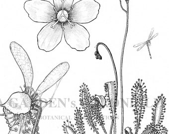 Impresión de Drosera anglica