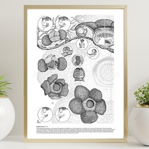 Rafflesia arnoldi scientific illustration print