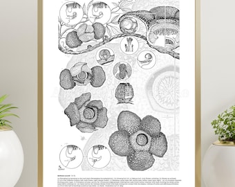 rafflesia arnoldii drawing