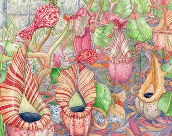 Impresión de Nepenthes veitchii, serie Nepenthes históricas de Borneo n.º 6