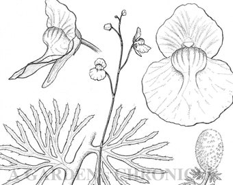 Utricularia intermedia print
