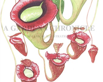 Nepenthes jacquelineae print