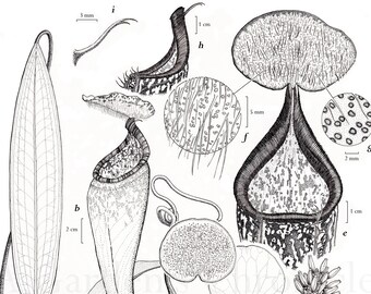 Nepenthes macfarlanei scientific illustration print