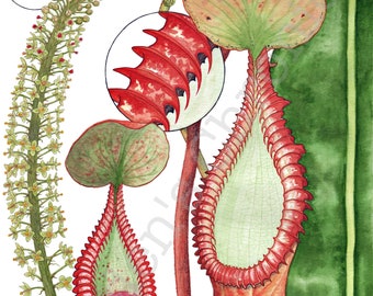 Nepenthes macrophylla print