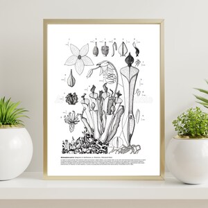 Könnte beinhalten: Eine Schwarzweiß- botanische Illustration einer Kannenpflanze, Sarracenia purpurea, mit detaillierten Zeichnungen der Pflanzenteile und einer Bildunterschrift, die die Eigenschaften der Pflanze beschreibt.
