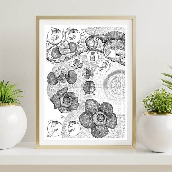 Rafflesia arnoldii scientific illustration print
