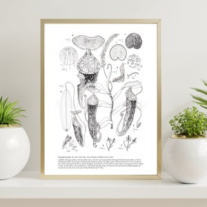 Puede incluir: Ilustración botánica en blanco y negro de una planta carnívora, Nepenthes, con dibujos detallados de las partes de la planta y una descripción de sus características. La ilustración está enmarcada en un marco dorado y se muestra en un estante blanco con dos plantas en macetas.