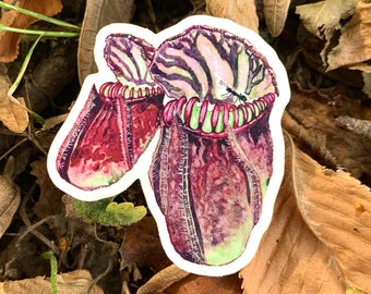 Cephalotus follicularis sticker