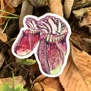 Pegatina Cephalotus follicularis