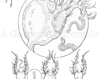 ORIGINAL Utricularia Trap Mechanism pencil and ink illustration