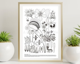 Dionaea muscipula Limited Edition Print, hand signed and numbered.