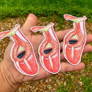 Pegatina de Nepenthes villosa