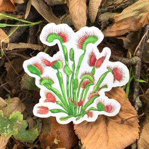 Sticker Dionaea muscipula