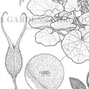 Ibicella lutea Druck