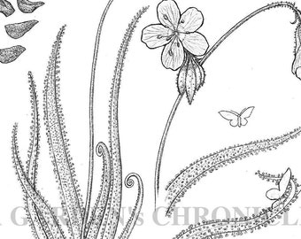 Impresión de Drosera regia y Drosera rotundifolia