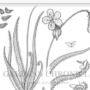 Drosera regia and Drosera rotundifolia print image 1