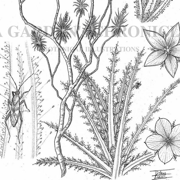 Roridula gorgonias and Roridula dentata print