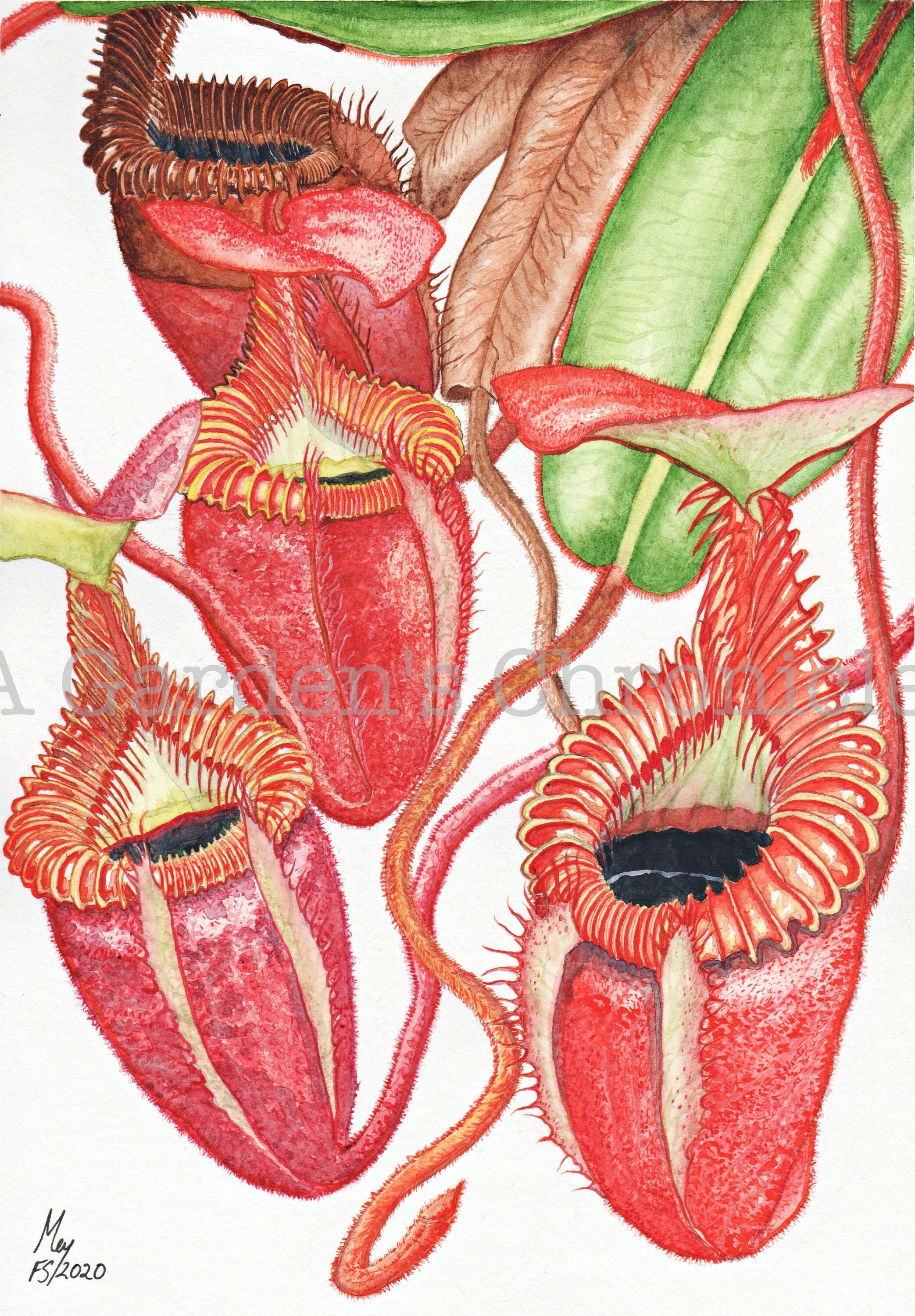 ネペンテス・ビロサの植物プリント。 - Etsy 日本